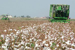 Pamuk Desteklemeleri 17 Haziran`da Ödeniyor