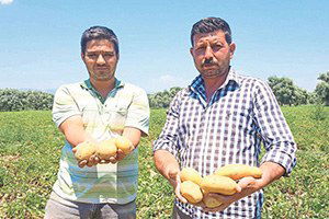 20 Kilo Patates 1 Çay Etmiyor