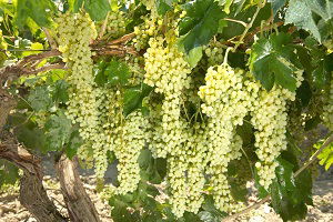 Pazar Endişesi Üzüm Üreticilerini Huzursuz Ediyor