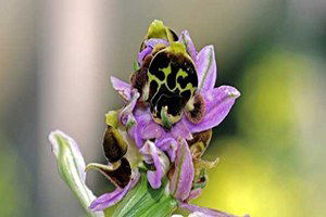 Sadece 2 Tane Bulundu, Baraj Nedeniyle Başka Yere Taşındı