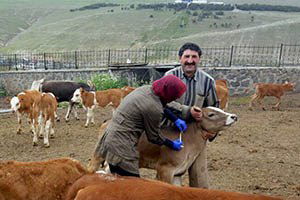 Sarıkamış`ta Büyükbaş Hayvanlara Çiçek Aşısı Yapılıyor
