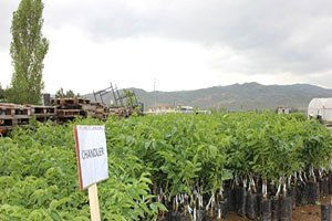 Sivas`ta Çiftçilere Ceviz Fidanı Dağıtıldı