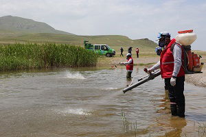 Sivrisineklerle Biyolojik Mücadele