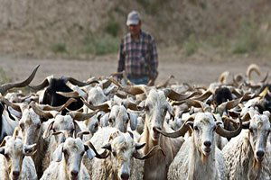 Emet`te Sürü Yönetimi Kursu
