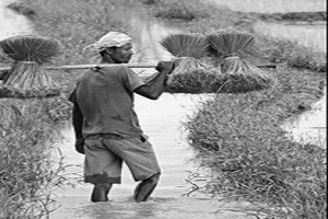 Tarım Sektöründe Yüz Bin Azalma