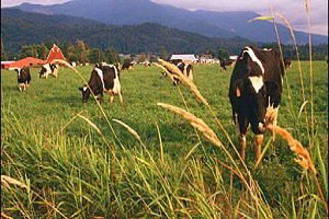 Ulaş`ta Tarım ve Hayvancılık Faaliyetleri