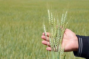 Tarım Arazileri 2 Yıl Daha Harçlardan Müstesna