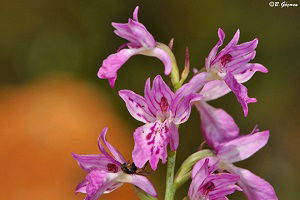 Yabani Orkidenin Nesli Devam Edecek! Tarlada Yetiştiriliyor