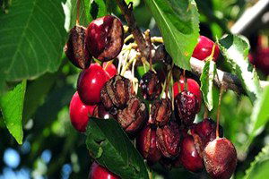 Tokat`ta Kirazı Yağmur ve Dolu Vurdu