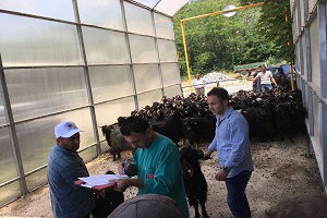 Tokatlı Besiciye Damızlık Teke Dağıtıldı