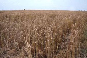 Trakya`da Buğday Hasadı Başladı