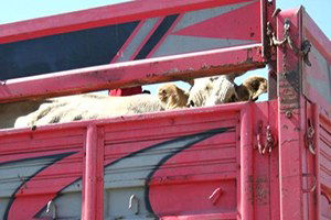 Trakya`ya Yapılacak Canlı Hayvan Sevklerine Dikkat