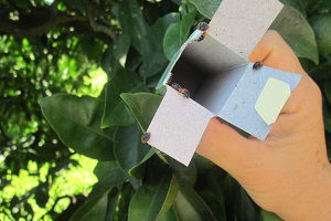 Aydin`da Turunçgil Unlu Bitine Karşi Biyolojik Mücadele Başladi