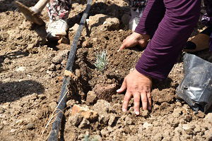 Belediyenin Teşviği Üreticileri Organik Tarıma Yöneltti