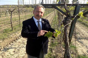 Üzümde Güneş Yanığı Tarsim Kapsamına Alınmalı