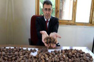 Yabani Orkide Toplayanlara 327 Bin Lira Ceza