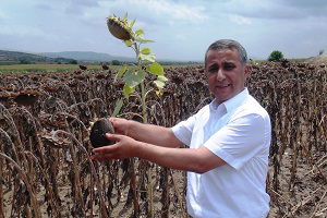 Yağlık Ayçiçeği Hasadı Başladı