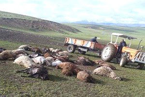 Yıldırım Çarpan 36 Koyun Telef Oldu