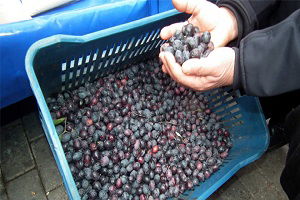 Zeytinde İyi Tarım Yapan Üreticiler Artıyor