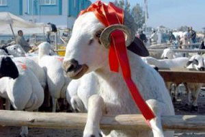 2016 Kurbanlık Fiyatları Pahalı mı?