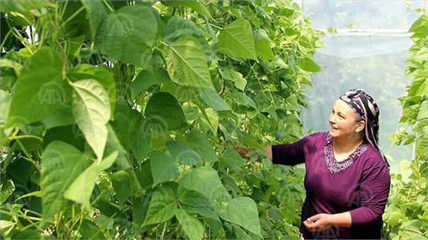 Seracılıkla Ekonomiye Katkıda Bulunacaklar