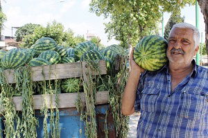 Ödemiş Karpuzu Altın Yılını Yaşıyor