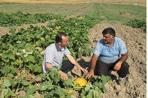 Çorum`da Çerezlik Kabak