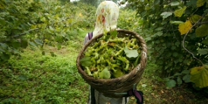 Fındık Üreticilerine Bakım Uyarısı