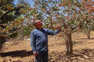 Antep Fıstığı Üreticileri Kara Kara Düşünüyor