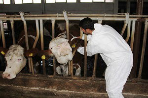 Aydın`da Mücadele Devam Ediyor