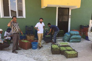 Aydınlı Çiftçiler Hükümete İsyan Etti