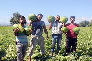 Bafra`dan Üretici de Tüccar da Kazanıyor