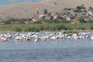 Bafa Gölü Neden Can Çekişiyor?