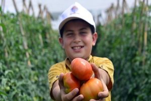 Çiftçilerin İlk Domates Hasadı Sevinci