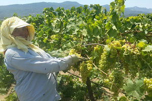 İlk Turfanda Çekirdeksiz Üzümde Hasat Başladı