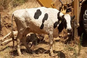 Çiçek Hastalığı Aydın`ı Kasıp Kavuruyor