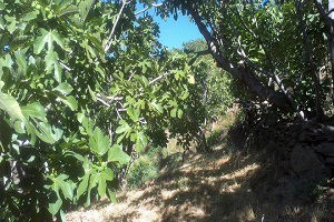 Çöl Sıcakları Aydın İncirini Erken Olgunlaştırdı