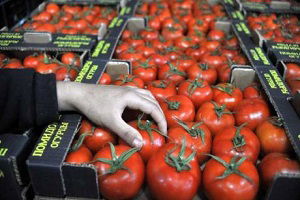 50 Bin Ton Domates İhracat Yolcusu