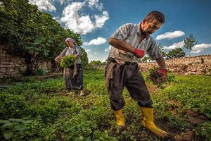 FAO Küçük Üretici ve Tüketicinin Sesi Olmalı