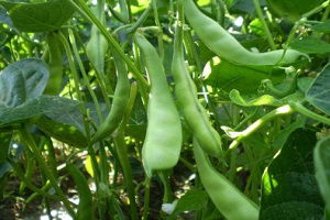 Fasulye Üreticisi Memnun