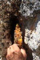 `Firari` Arıların İzini Süren Arıcı, Paraya Para Demiyor