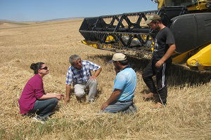 Hububat Hasadında Dane Kaybı Yapan Operatörlere Ceza Kesilecek