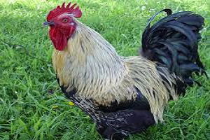 Horoz Pazarlığından Ortaklığa