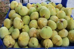 İncir Mersin Üreticisinin Yüzünü Güldürdü