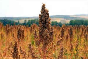 Astronot Gıdası, Tekirdağ`da da Yetişecek