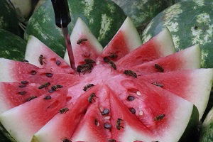 Kalite Kontrol Arılarda