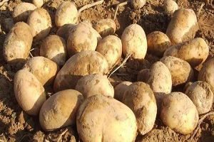 Patates Yeterli Fakat Depo Yok