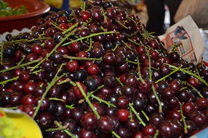 Karayemiş Şeker Hastalığına Birebir