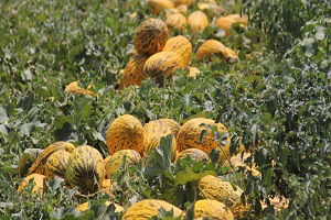 Tüketiciye `Kırkağaç Kavunu` Uyarısı