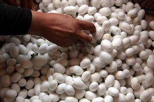 Koza Üretiminde 2016 Beklentisi Yüksek